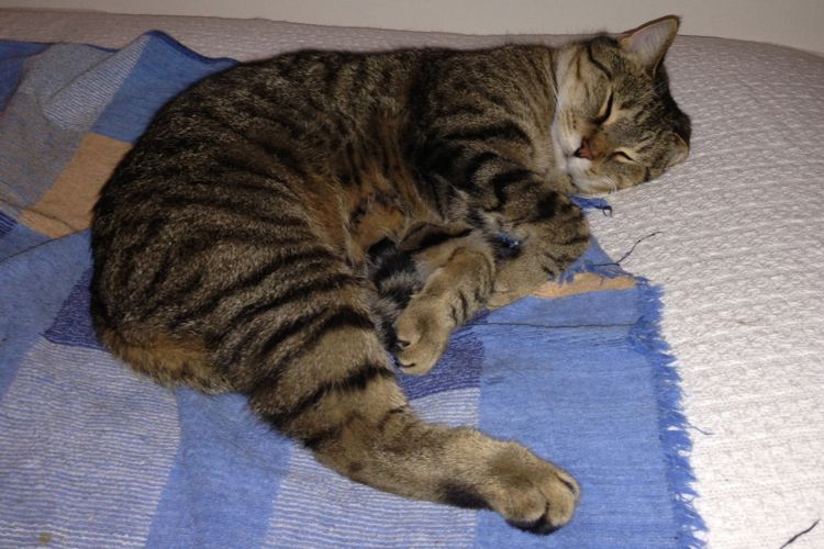 cat picture