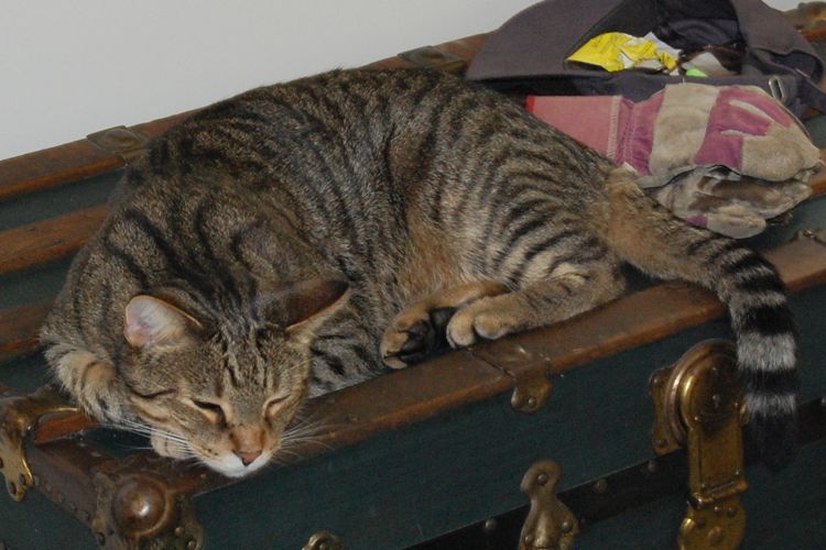 cat picture