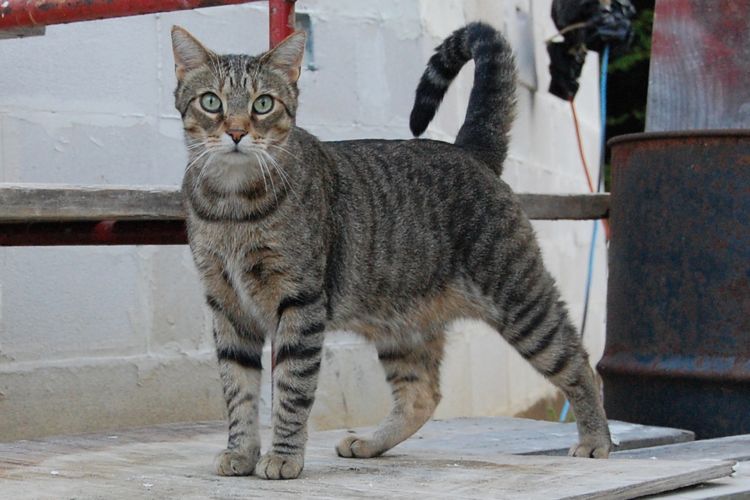 cat picture