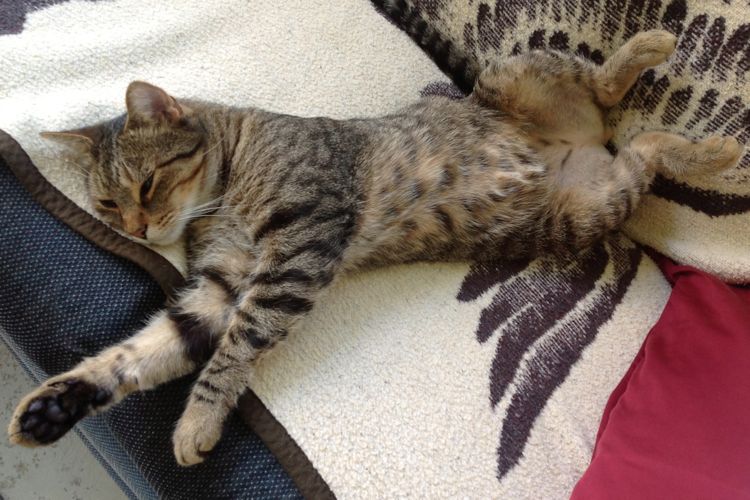 cat picture