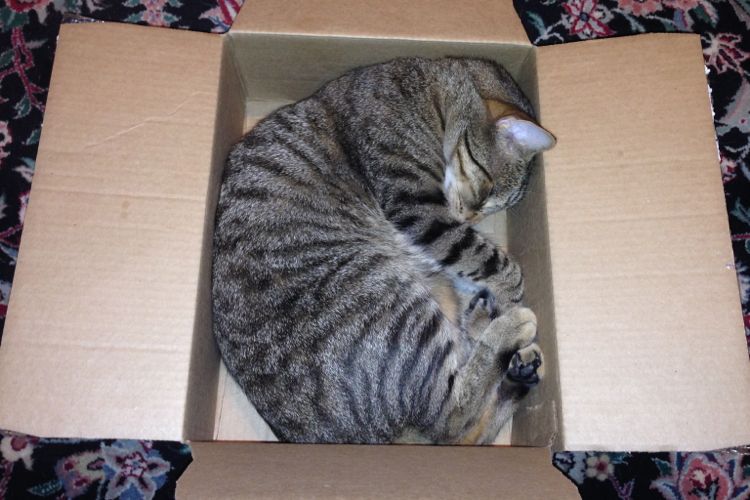 cat picture