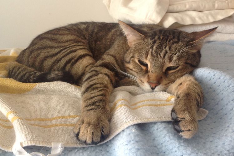cat picture